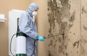 Best Emergency Mold Remediation  in Independence, LA